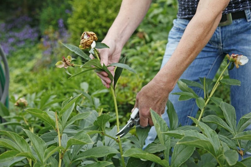 Peoner kutter gamle blomster