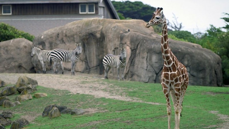 Webové kamery zoo žijí